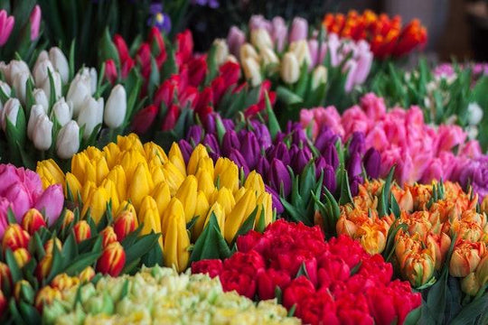 Tulips shot by The Little Market Bunch in Melbourne.