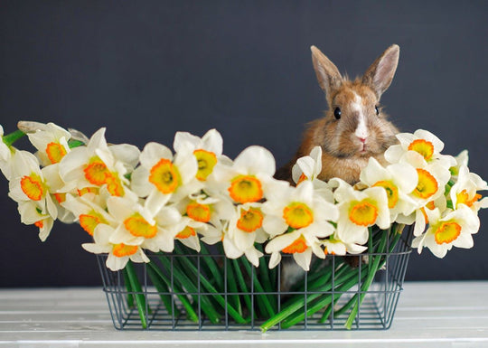 What flowers & gifts do you bring for Easter?
