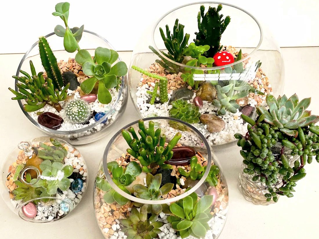 Plant Delivery Melbourne, Buy Australian Plants Online Melbourne