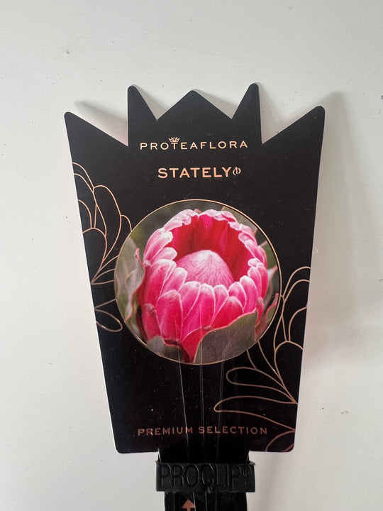 Stately Protea