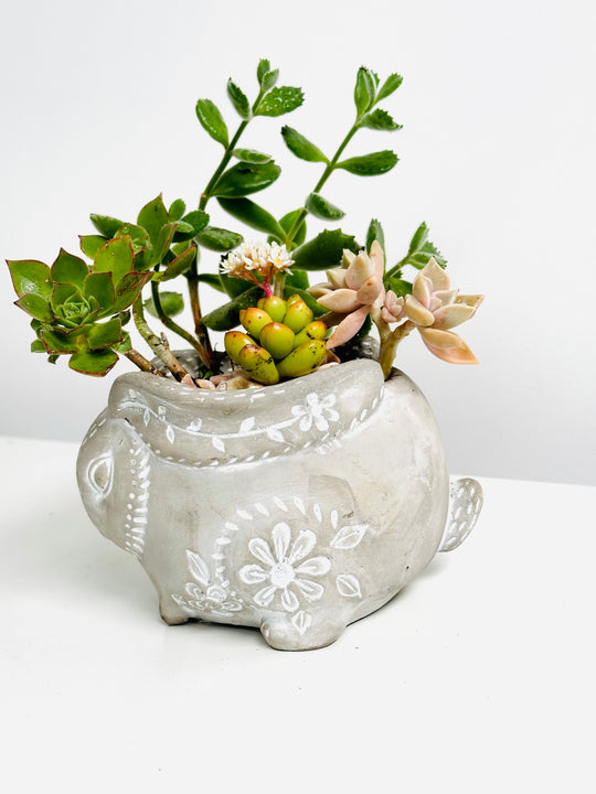 succulents pots
