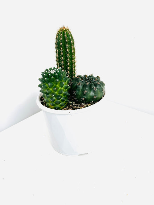 succulents pots