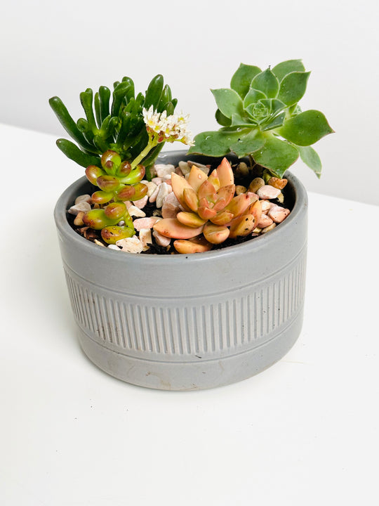 succulents pots