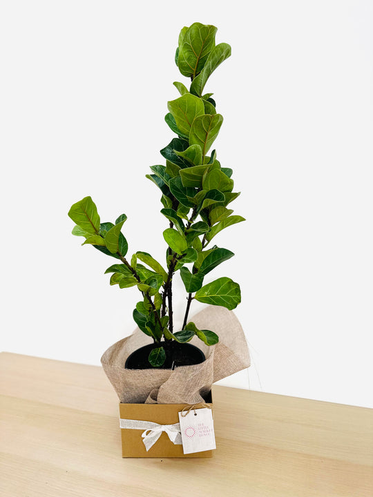 Ficus Lyrata Bambino