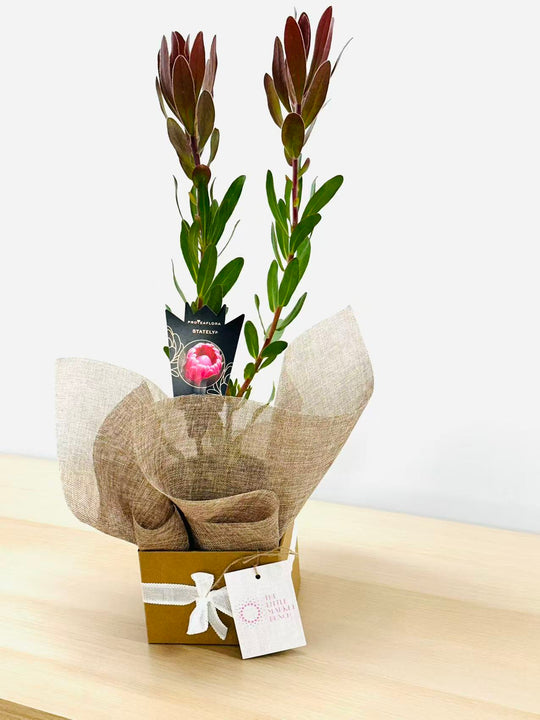 Stately Protea