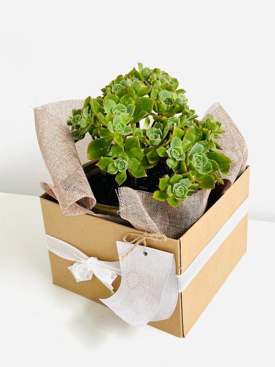 succulents pots