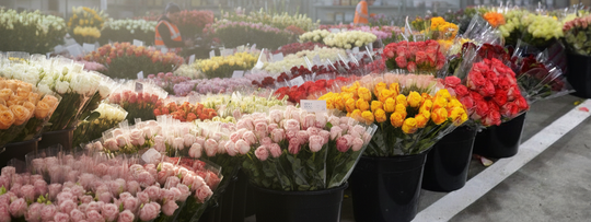 The Little Market Bunch