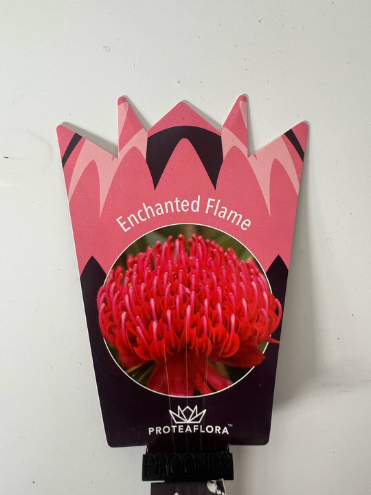 Enchanted Dawn Waratah