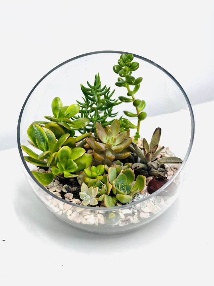 
                  
                    Succulent Glass Bowl
                  
                