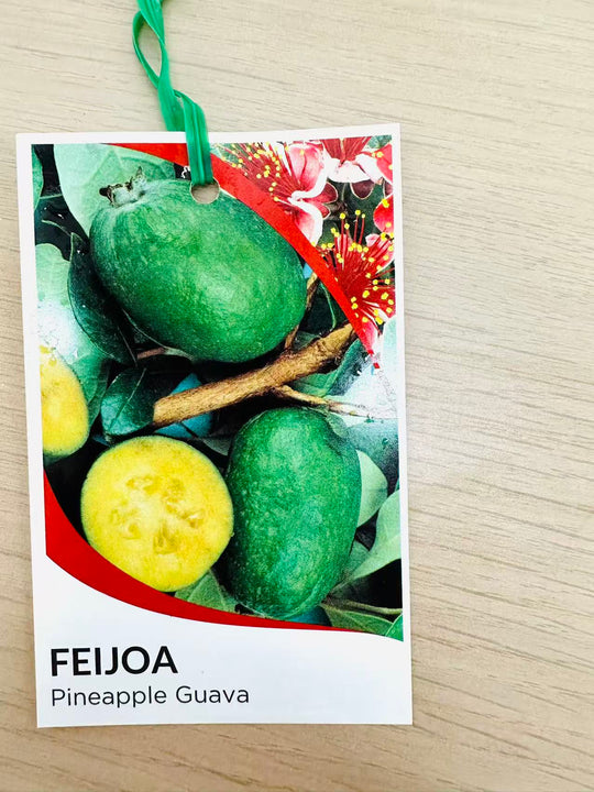 Feijoa