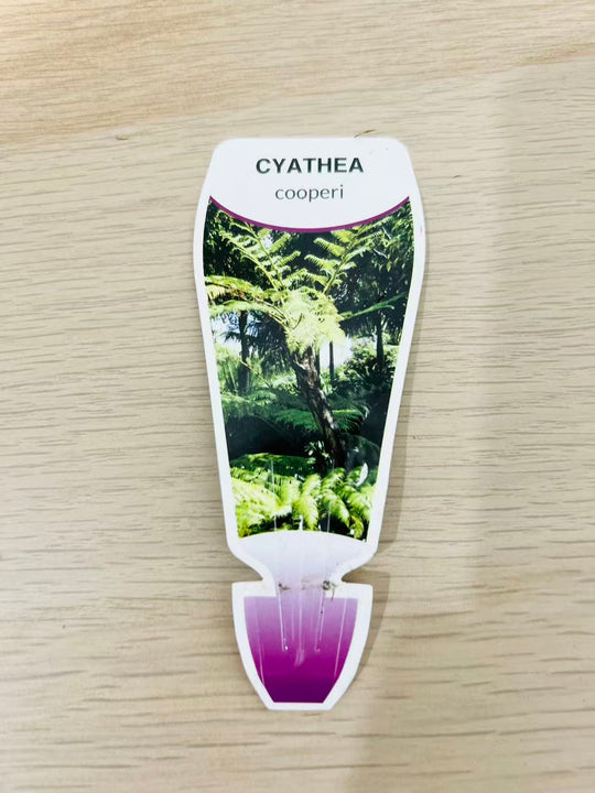Cyathea Cooperi