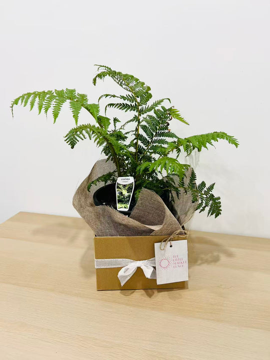 Cyathea Cooperi