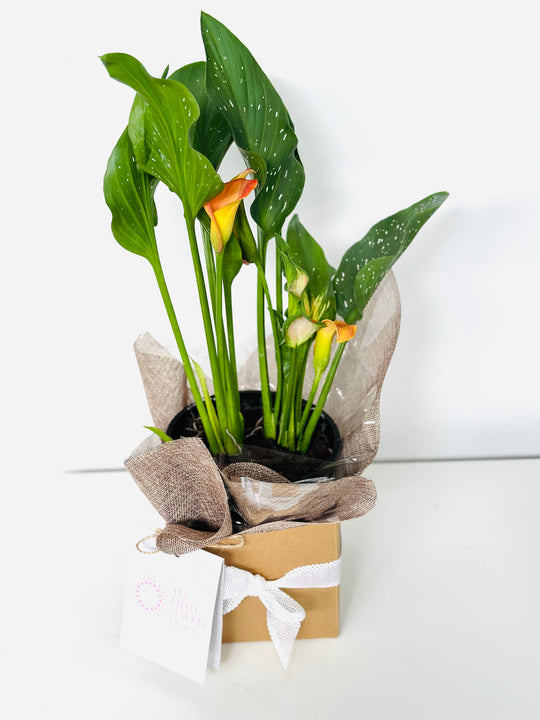 Calla Lilies shot by The Little Market Bunch in Melbourne.