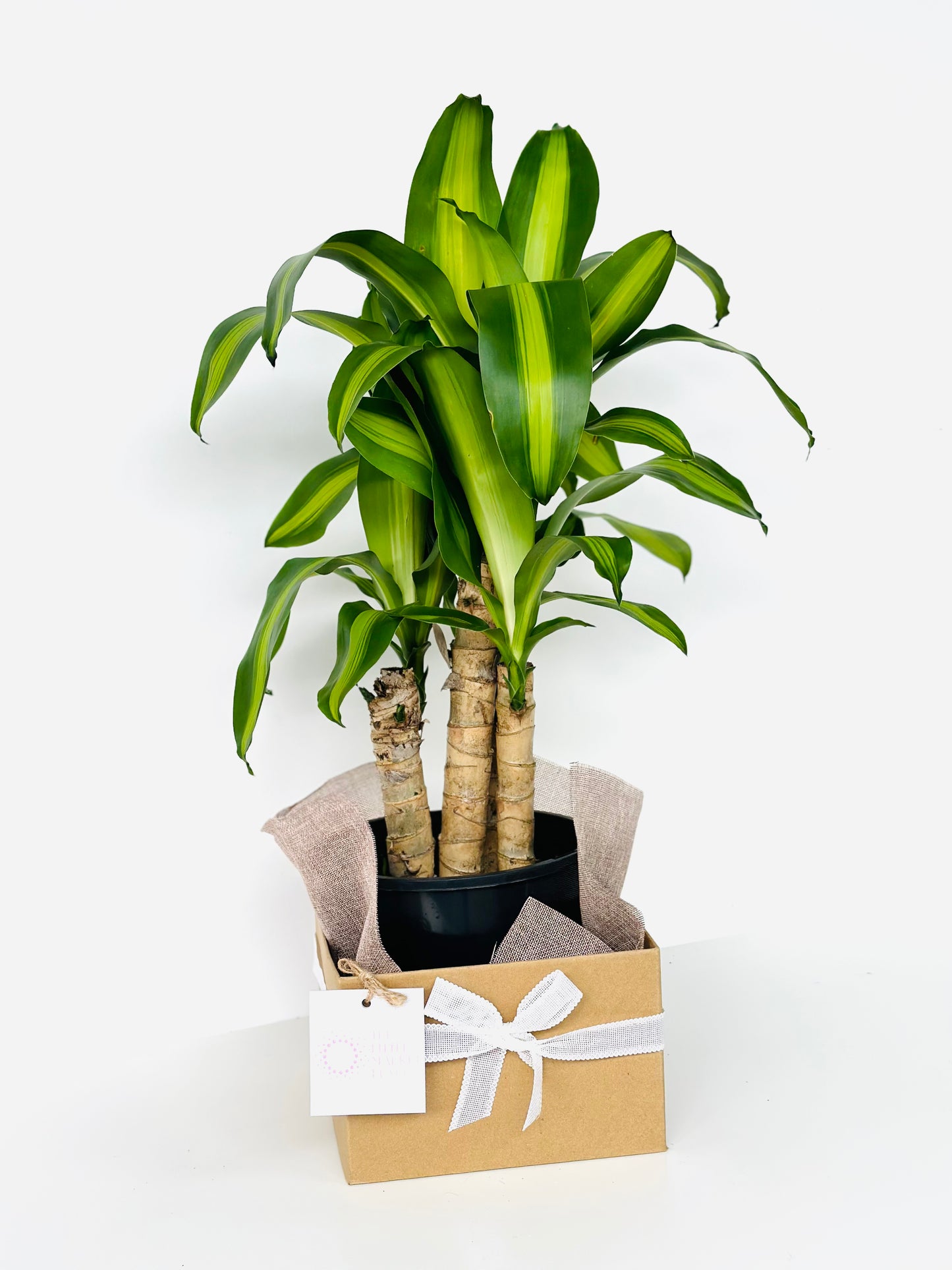 Dracaena fragrant with 21CM box shot by The Little Market Bunch in Melbourne.