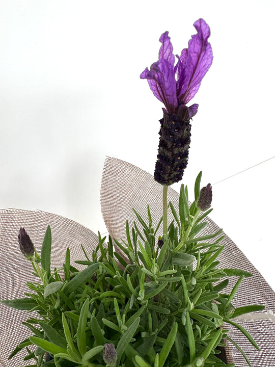 Lavender with 17 CM box shot by The Little Market Bunch in Melbourne.