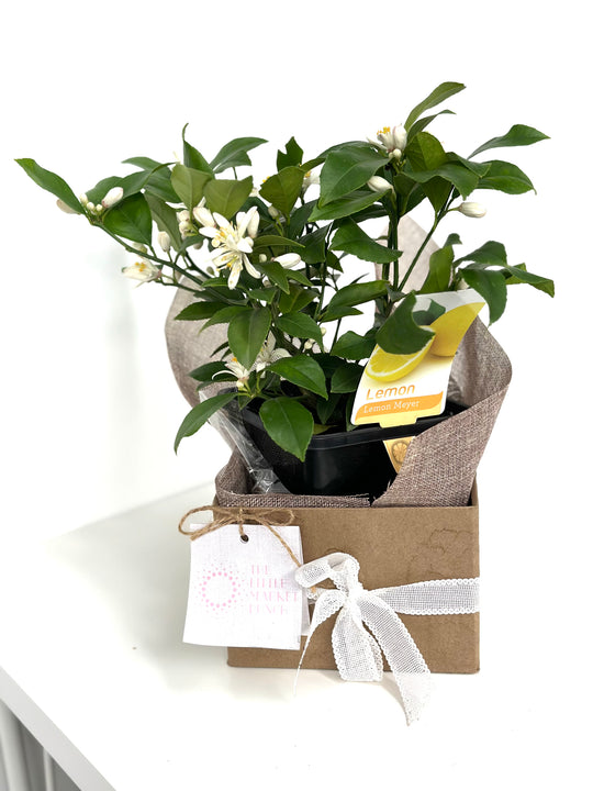 Lemon tree shot by The Little Market Bunch in Melbourne.