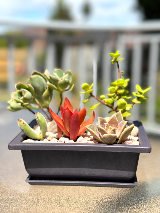 Succulent pot shot by The Little Market Bunch in Melbourne.
