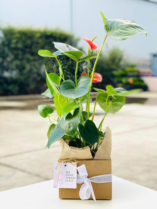 Anthurium shot by The Little Market Bunch in Melbourne.