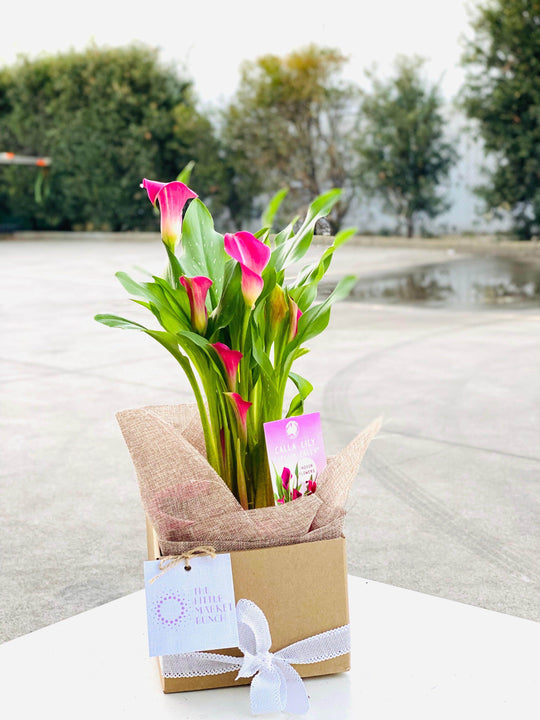Calla Lilies shot by The Little Market Bunch in Melbourne.
