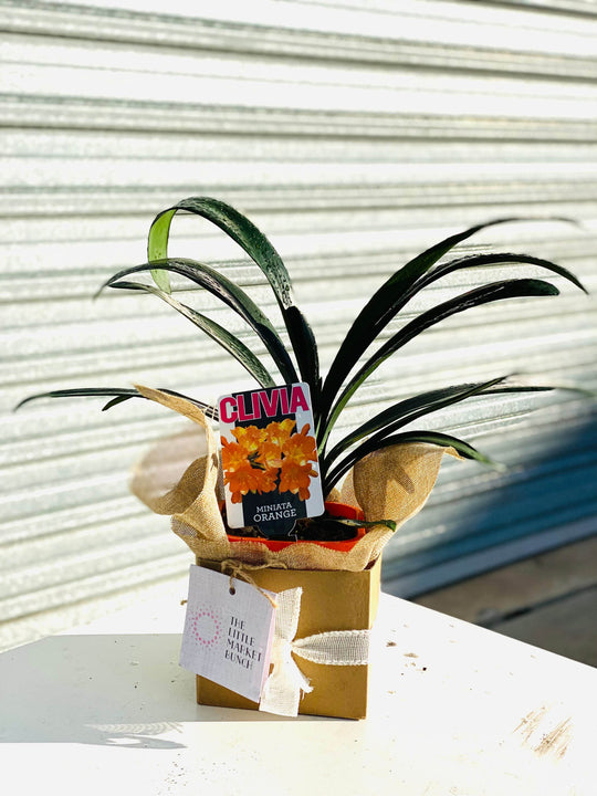 Clivia with 20CM box shot by The Little Market Bunch in Melbourne.