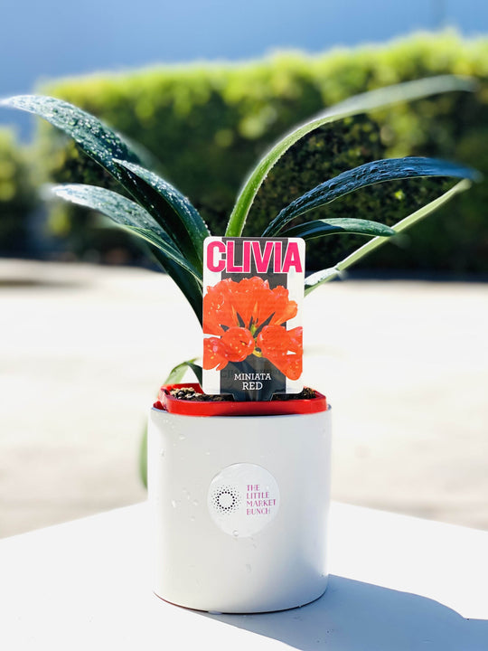 Clivia with 20CM box shot by The Little Market Bunch in Melbourne.