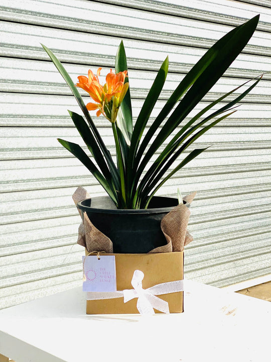 Clivia with 20CM box shot by The Little Market Bunch in Melbourne.