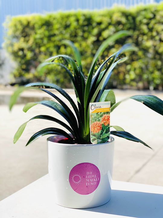 Clivia with 20CM box shot by The Little Market Bunch in Melbourne.