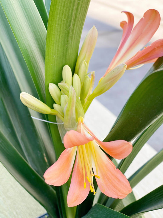 Clivia with 20CM box shot by The Little Market Bunch in Melbourne.