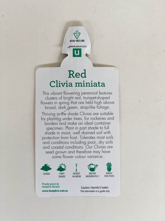 Clivia with 20CM box shot by The Little Market Bunch in Melbourne.