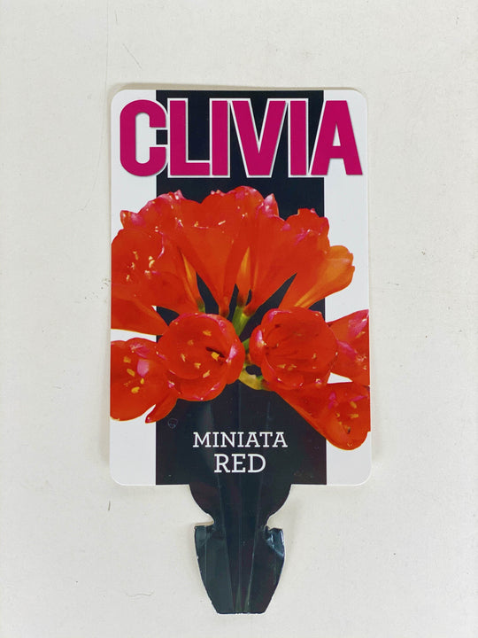 Clivia with 20CM box shot by The Little Market Bunch in Melbourne.