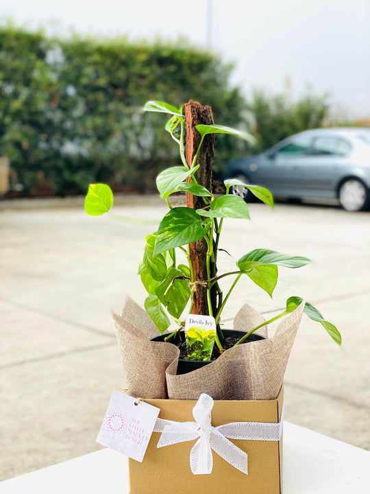 Epipremnum/Devi’s Ivy shot by The Little Market Bunch in Melbourne.