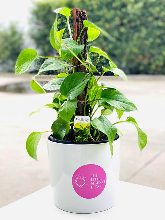 Epipremnum/Devi’s Ivy shot by The Little Market Bunch in Melbourne.