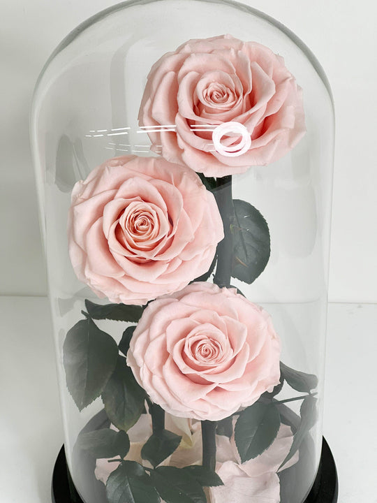 Everlasting Preserved Rose 3 Stems In Glass Dome 30cm shot by The Little Market Bunch in Melbourne.