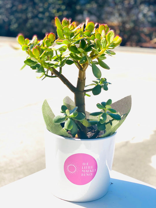 Jade plant shot by The Little Market Bunch in Melbourne.