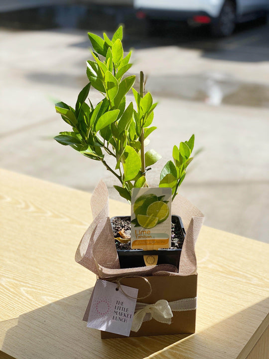 Lime tree shot by The Little Market Bunch in Melbourne.