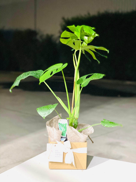 Monstera shot by The Little Market Bunch in Melbourne.