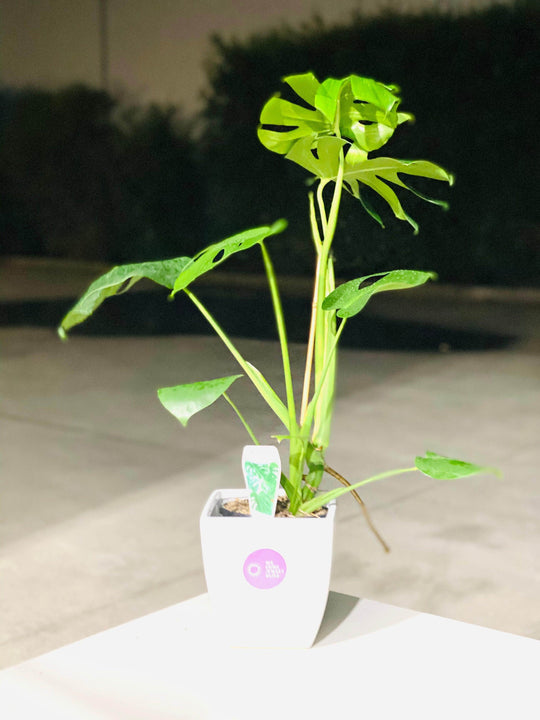 Monstera shot by The Little Market Bunch in Melbourne.