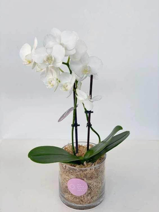 Orchid pot ( white ) shot by The Little Market Bunch in Melbourne.