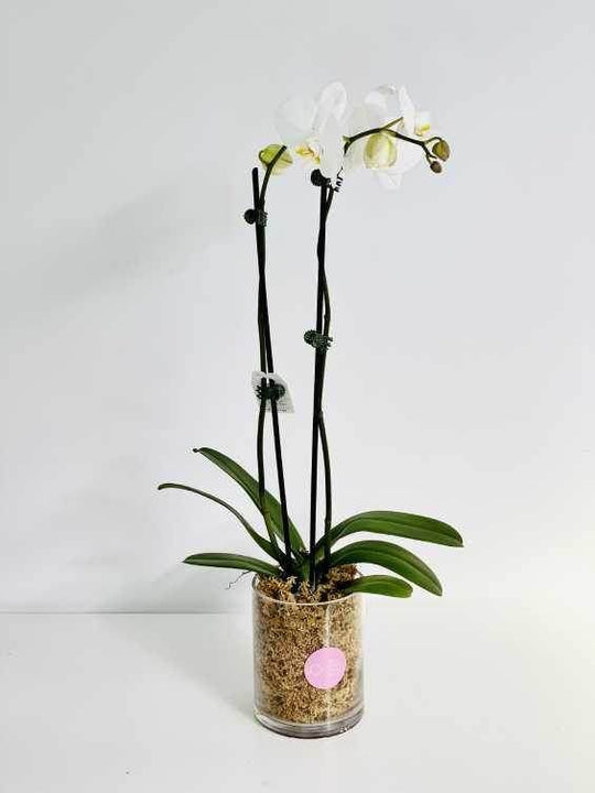 Orchid pot ( white ) shot by The Little Market Bunch in Melbourne.