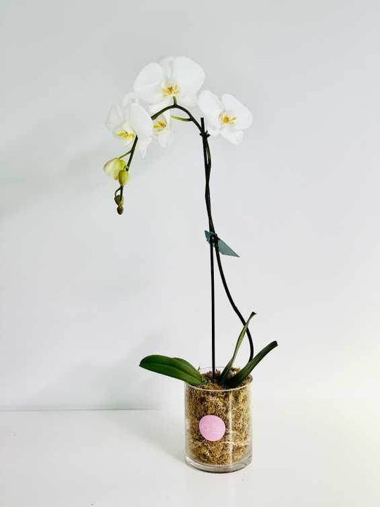 Orchid pot ( white ) shot by The Little Market Bunch in Melbourne.