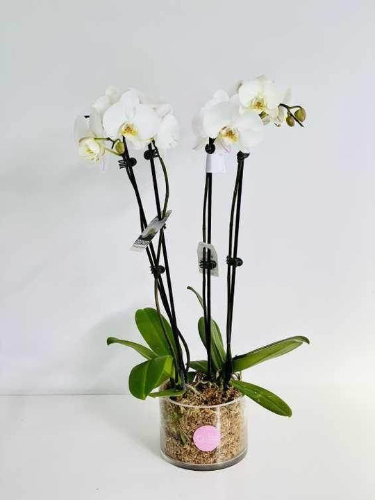 Orchid pot ( white ) shot by The Little Market Bunch in Melbourne.