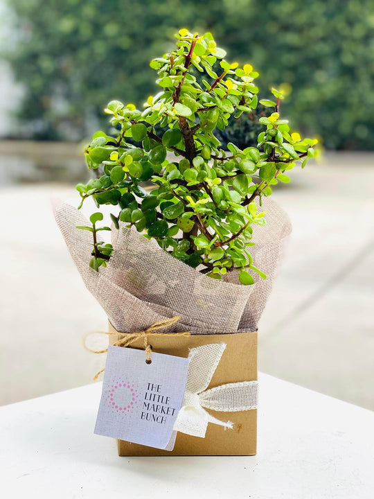 Portulacaria afra shot by The Little Market Bunch in Melbourne.
