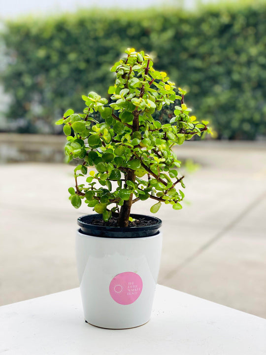 Portulacaria afra shot by The Little Market Bunch in Melbourne.