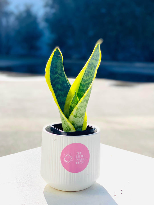 Sansevieria shot by The Little Market Bunch in Melbourne.