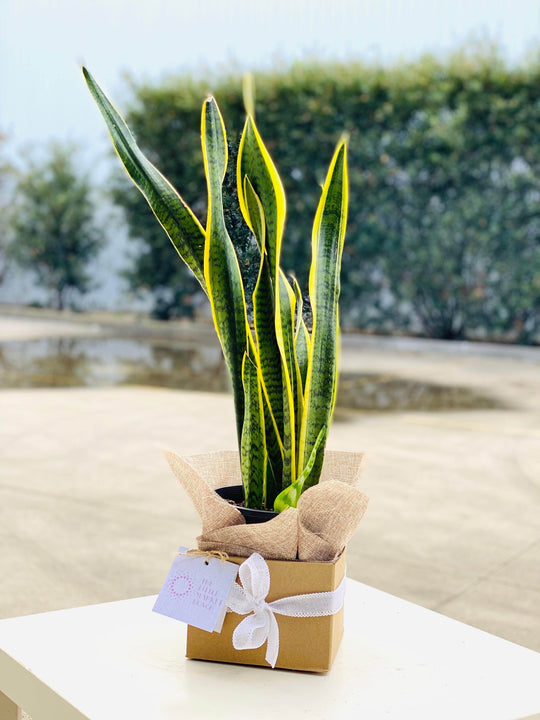 Sansevieria shot by The Little Market Bunch in Melbourne.