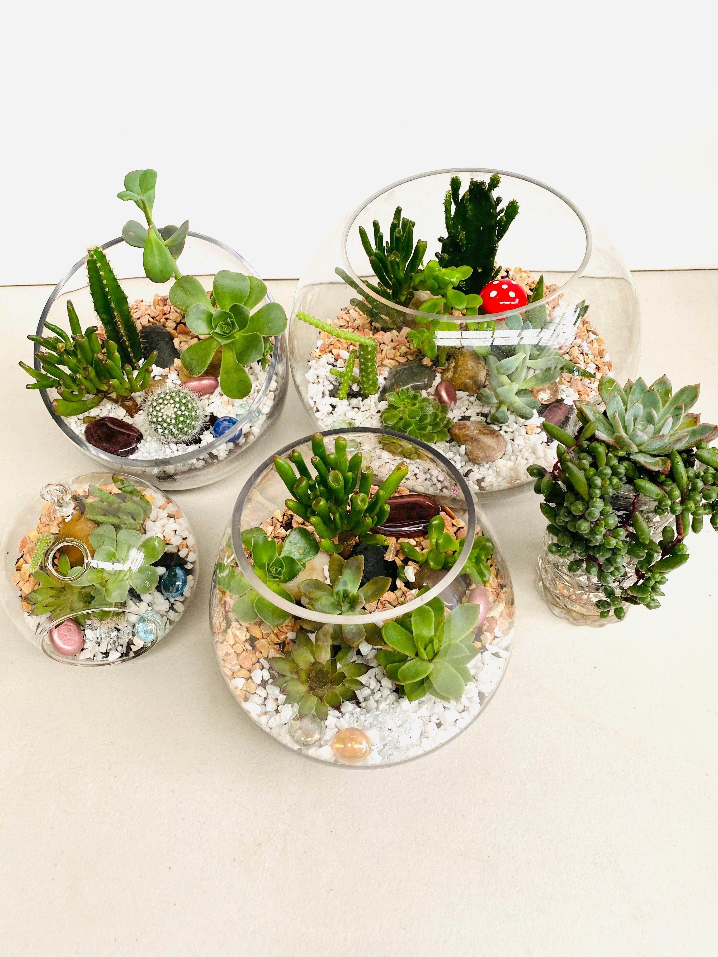 growing succulents in a glass bowl Succulent Glass Bowl