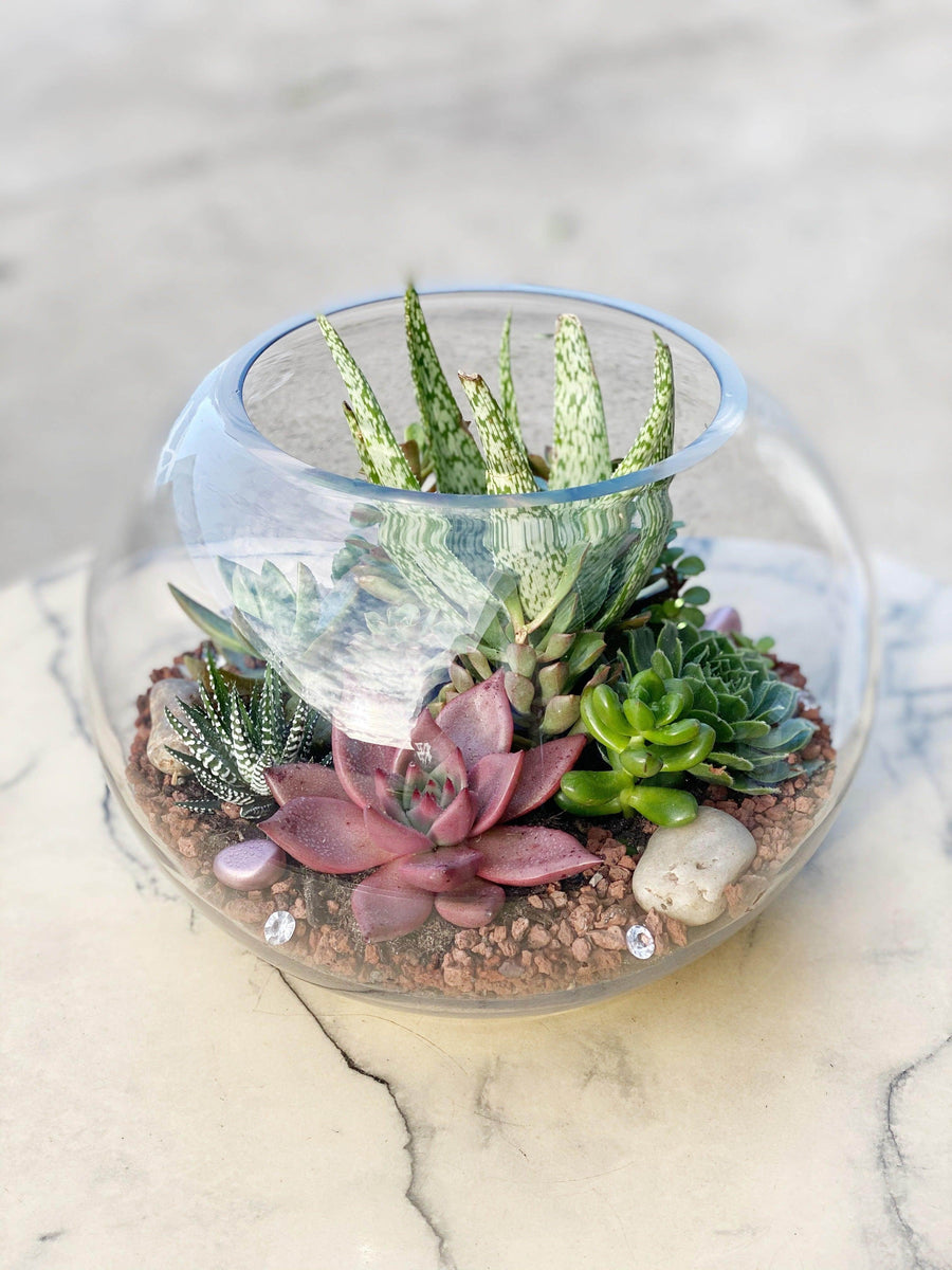 succulent arrangement in glass bowl Succulent Glass Bowl