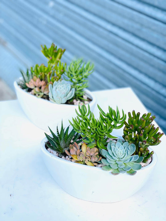 Succulent pot shot by The Little Market Bunch in Melbourne.