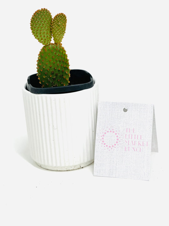 Succulent pot shot by The Little Market Bunch in Melbourne.
