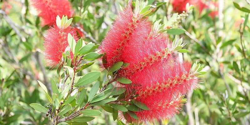 Australian Native Flowers and Their Meanings